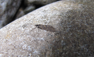 Little Black Caddis