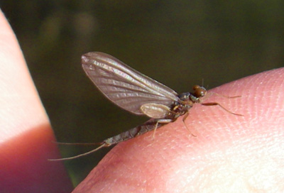 Blue Quills and Blue Wing Olives are small but important to trout and fly fishers