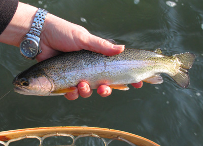 One of a few fish we picked up on a weekend float
