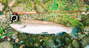 Yes, that is a full size rod