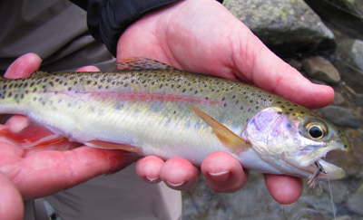 Rainbow Trout With Haystack Rainbow Trout With Haystack