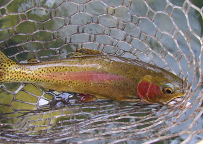 Clinch Rainbow Clinch Rainbow