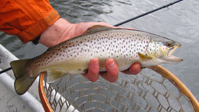 Holston River Brown Trout Holston River Brown Trout