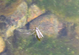 Midge