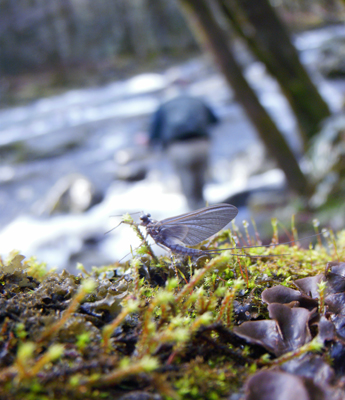Quill Gordon mayfly on the stream Charity got this photo of a Quill Gordon while Jim Gibson fishes in the background