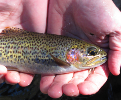 One of many rainbows caught by the Moak boys on dry flies