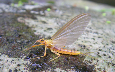 Sulphur