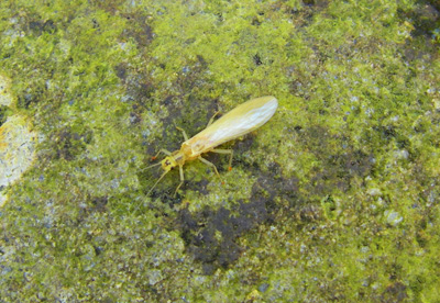 Yellow Sally 