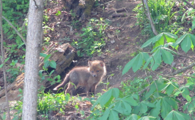 Fox Kit A young fox stands at the mouth of its den