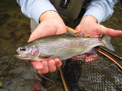 Hazel Creek Rainbow Trout A nice Hazel Creek rainbow trout