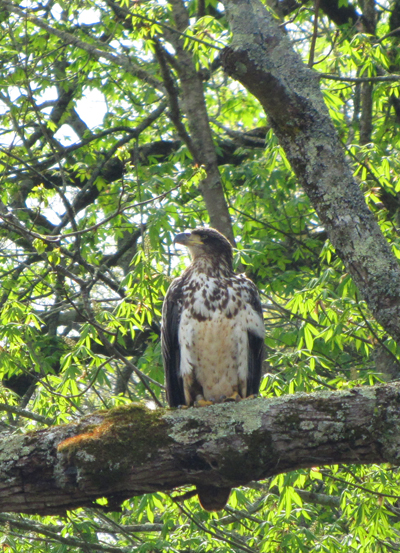 Immature Bald Eagle This bald eagle kept vigil as we ate lunch today