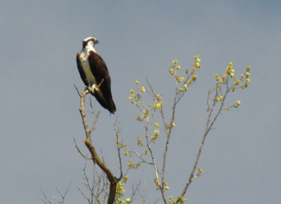 Osprey The best fisherman on the river, an osprey
