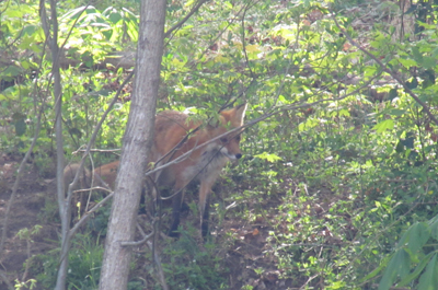 Red Fox A mother red fox watches us float down the river