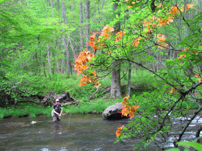 Flame Azalea in Bloom along Hazel Creek