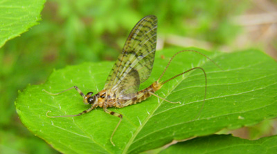 March Brown 