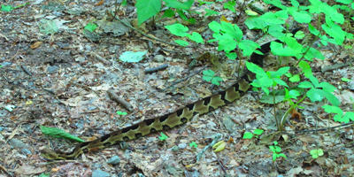 A timber rattlesnake creeps out onto the trail