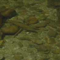 Brown in water Brown in water