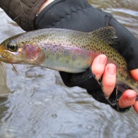 The Rubber Leg Tellico Nymph has been fooling plenty of fish lately