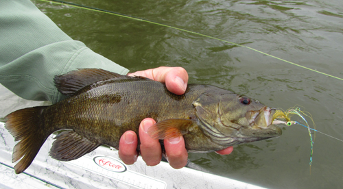 PigeonSmallie4.11