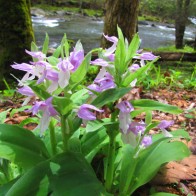 Showy Orchis Showy Orchis