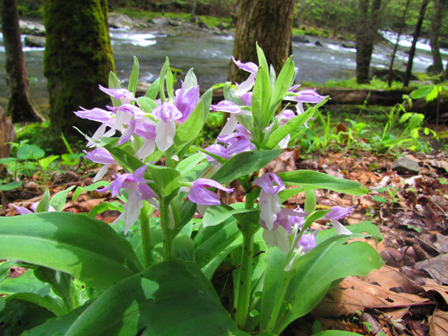 Showy Orchis