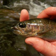 Rainbow trout with nymph