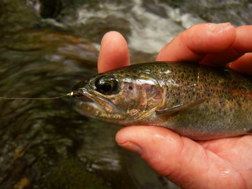 Rainbow trout with nymph