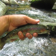 Smoky Mountain Rainbow Trout Smoky Mountain Rainbow Trout