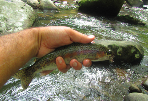 Smoky Mountain Rainbow Trout Smoky Mountain Rainbow Trout