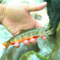 Backcountry brook trout Backcountry brook trout