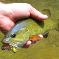 Smallmouth bass & Popper Smallmouth bass & Popper
