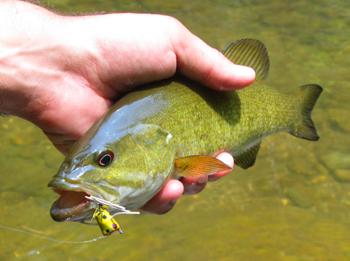 Smallmouth bass & Popper