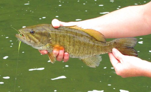 Smallmouth Bass with Clouser Minnow Smallmouth Bass with Clouser Minnow