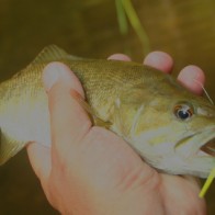 Smallmouth Bass with Popping Bug Smallmouth Bass with Popping Bug