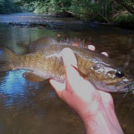 Smallmouth Bass from the Creek Smallmouth Bass from the Creek