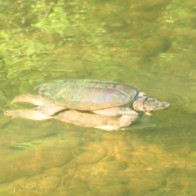 Snapping Turtles Mating snapping turtles