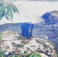 Bear Cub Bear Cub