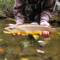 Big Smoky Mountain brown trout Huge wild brown trout from the Smoky Mountains