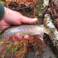 Rainbow trout Rainbow trout on a Tellico Nymph