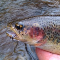 rainbow trotu with pat nymph