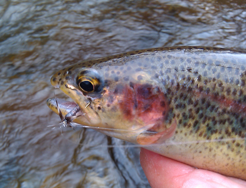 rainbow with pat nymph rainbow trotu with pat nymph