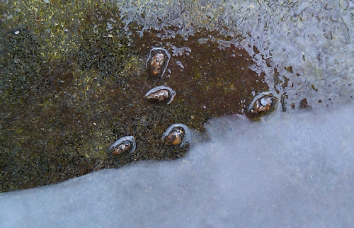 cased caddis Cased caddis