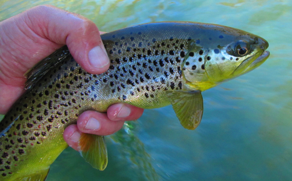Clinch River Brown trout Clinch River Brown trout