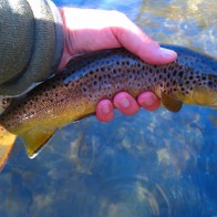 Little River Brown Trout