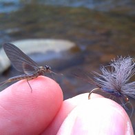 Mayfly and its imitation