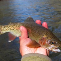 Rainbow Trout caught on a Parachute Quill Gordon