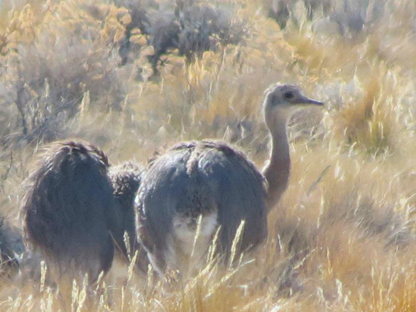 Rheas Rheas