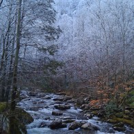 Stream and snowy trees