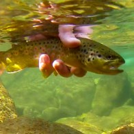 UnderwaterBrown