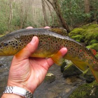 16" brown trout